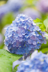 アジサイの花