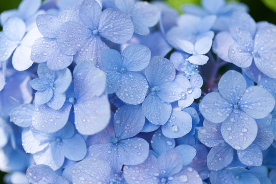 Fototapeta アジサイの花