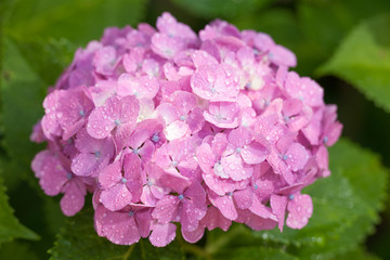 アジサイの花