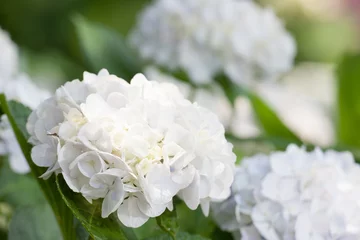 Foto op Plexiglas Hydrangea Hortensia bloem