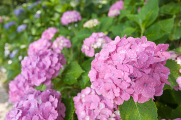 Fototapeta premium アジサイの花