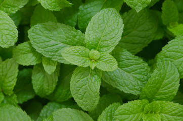 Kitchen Mint,Marsh Mint herbs and vegetable