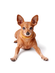 Miniature pinscher isolated on a white background