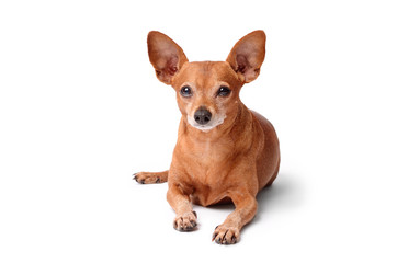 Miniature pinscher isolated on a white background
