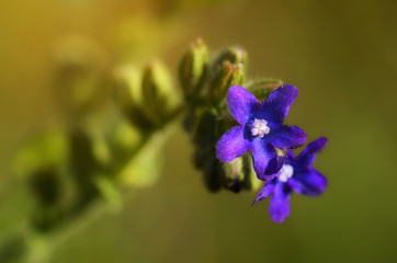 Closeup photo of a beautiful blue flower