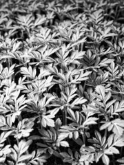 Naklejka na ściany i meble Young Seedling Marigold plant