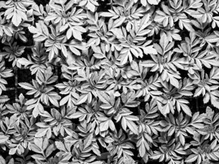 Obraz premium Young Seedling Marigold plant