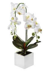 weisse freigestellte orchidee