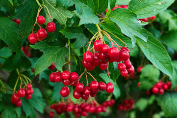Fototapeta na wymiar Red Viburnum berries in the tree