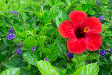 Hibiskus © nakedking