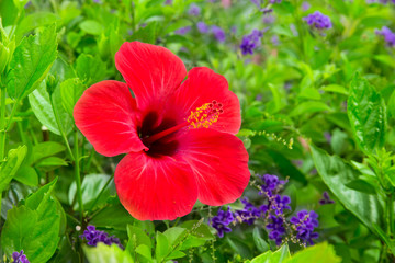 Hibiskus