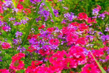 Fototapeta premium Colorful Garden