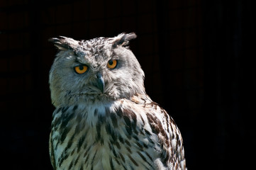Eagle owl (Bubo bubo)