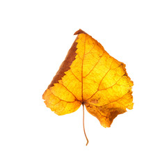 autumn leaves on a white background