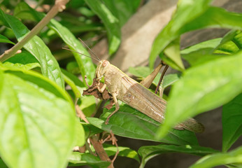 Poor grasshopper