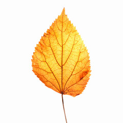 Naklejka na ściany i meble Fall leaf isolated on white