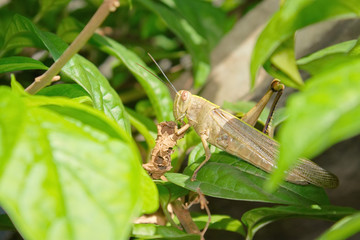 Poor grasshopper