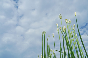 夏の韮の花