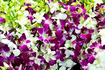 bouquet of dendrobium pompadour orchids in flower market thailan