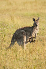 Kangaroo