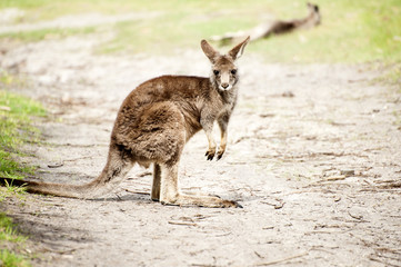Kangaroo