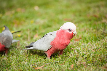Galah cockatoo