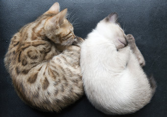katzenduo