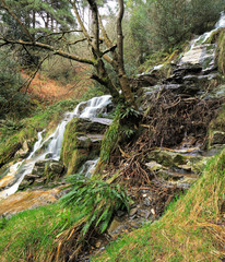 Stream in the forest surrounded by a beautiful scenics