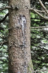 Fototapeta premium Resina di pino