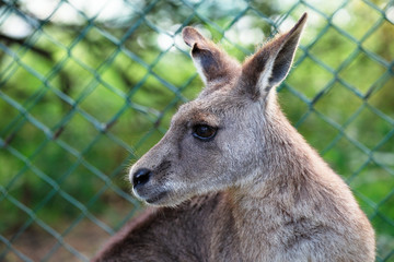 Eastern Grey Kangaroo inside an enclosure
