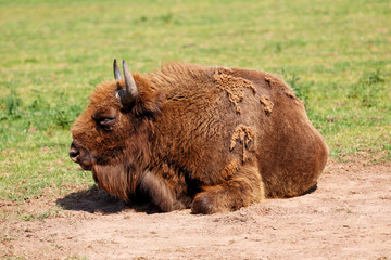 European Bison, also called the Wisent laying on the ground © Bartkowski