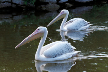 Great White Pelican is one of the largest flying birds in world