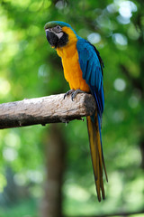 Blue and Gold Macaw Parrot