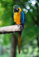 Blue and Gold Macaw Parrot