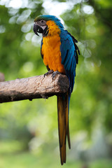 Blue and Gold Macaw Parrot