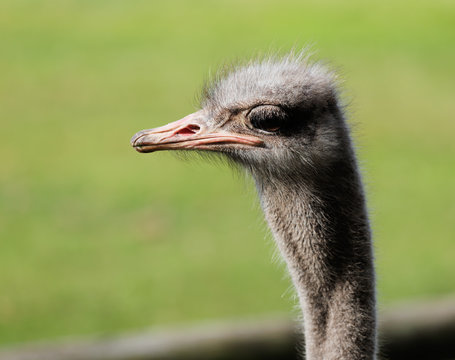 Ostrich is a specie of large flightless birds native to Africa