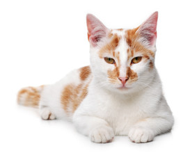 Obraz premium Young white and red cat on a white background