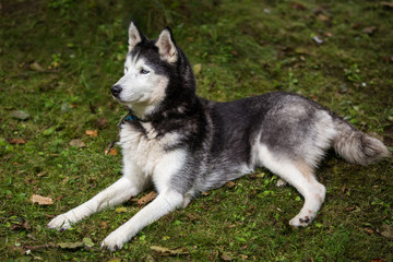 Siberian Husky