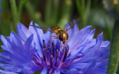 A macro photo of a Hoverfly on a Blue and purple Cornflower