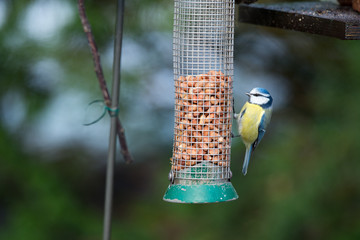 Eurasian Blue Tit