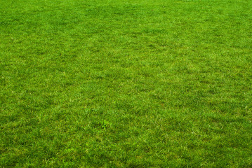 fresh spring green grass