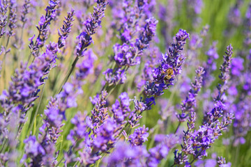 Obraz premium lavender flowers with bee in France