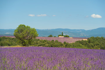 lavender flowers  in France