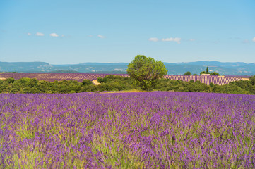 Fototapeta premium Old ruin in Lavender fields