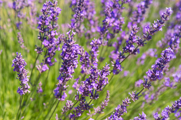 Obraz premium lavender fields in France