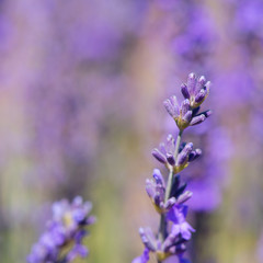 Purple lavender in France