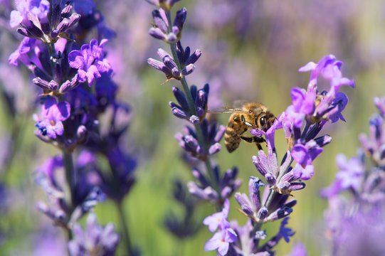 lavender flowers with bee in France