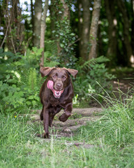 Chocolate Labrador