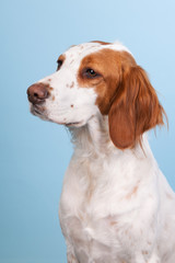 Portrait of Cross-breed Spaniel