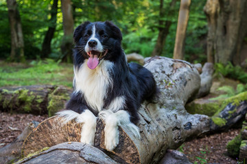 Obraz premium Border Collie